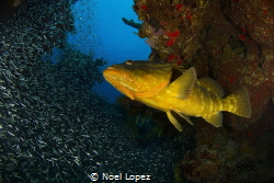 nassau grouper and silver side fish,canon 60D ,tokina len... by Noel Lopez 